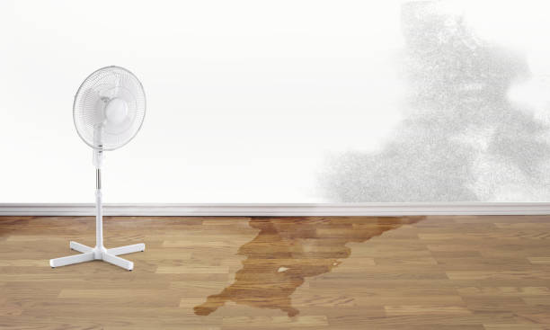 Best Carpet water damage restoration  in San Felipe, TX