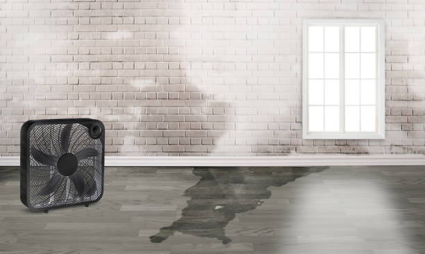 Best Water damage cleanup near me  in San Felipe, TX